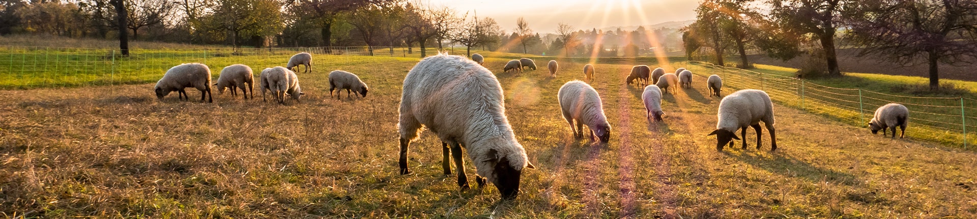 Moutons