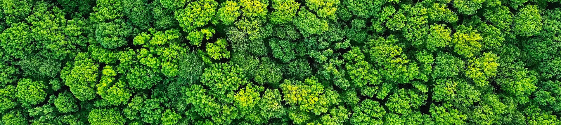 Forêt